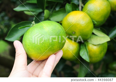 橙色農場早期醃橙色採摘十月關東 44398087