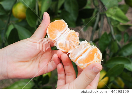 Orange farm early pickled orange picking October Kanto 44398109