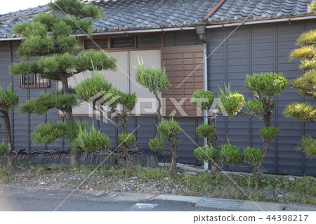 Change pruning of garden tree Kaizuka 44398217