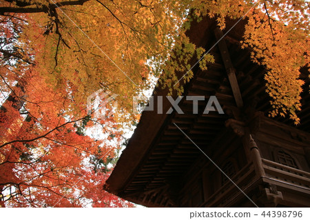 秋葉(Hirinji寺/埼玉縣新座市) 秋葉(Hirinji寺/埼玉縣新座市) 44398796