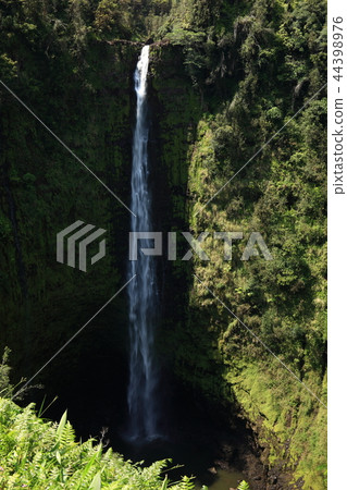 From Hawaii Island 44398976