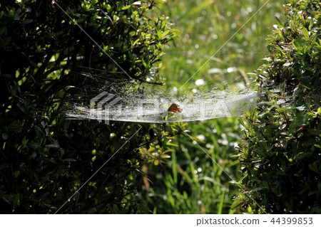 spiderweb spiderweb 44399853