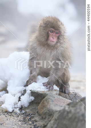 在長野縣Jigokudani猴子公園的雪猴子 在長野縣Jigokudani猴子公園的雪猴子 44400594