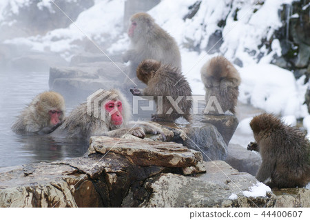 在長野縣Jigokudani猴子公園的雪猴子 在長野縣Jigokudani猴子公園的雪猴子 44400607