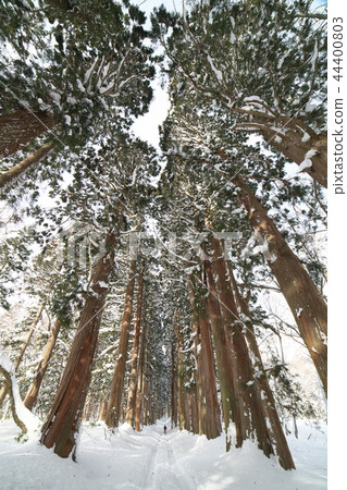 Snowy cedar lined trees 44400803