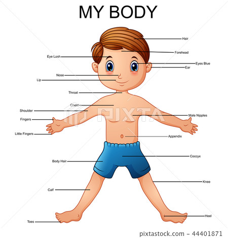Vector illustration of vocabulary part of body - Stock Illustration ...