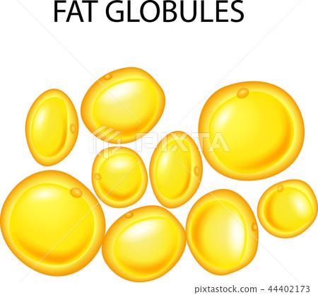 Illustration of fat globules 44402173