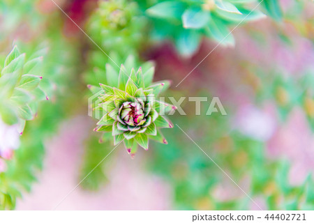 Close-up on native flower plant in Nepal Close-up on native flower plant in Nepal 44402721