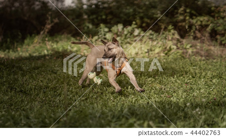 Thai Ridgeback in nature 44402763