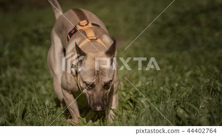 Thai Ridgeback in nature 44402764