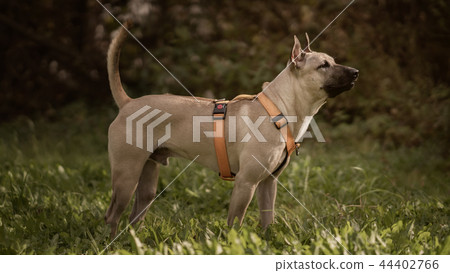 Thai Ridgeback in nature 44402766