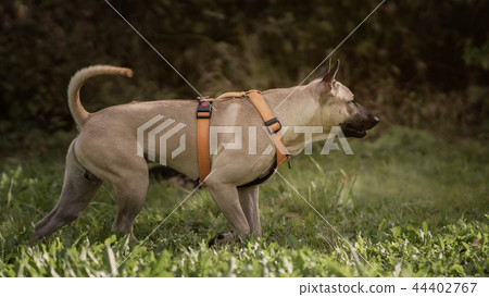 Thai Ridgeback in nature 44402767