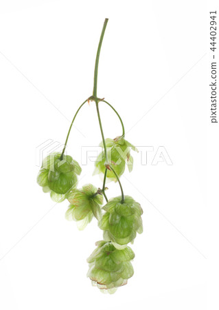 Beer hops isolated on white background 44402941
