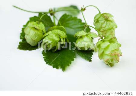 Green hops on white background Green hops on white background 44402955