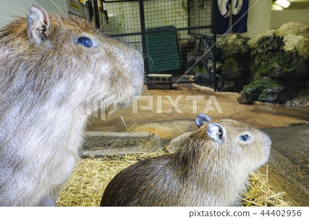 Capybara parent and child Capybara parent and child 44402956