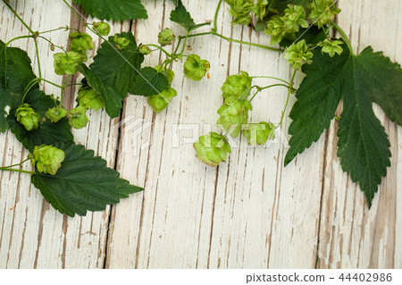Beer hops border on white wooden background 44402986