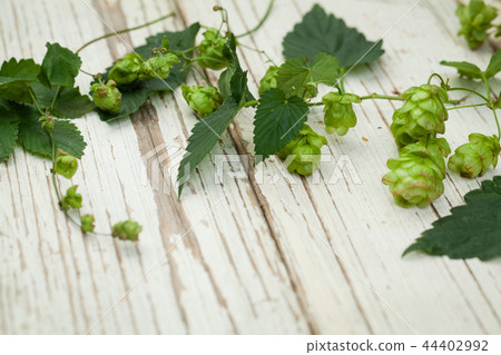 Beer ingredient. Hop on white wooden background Beer ingredient. Hop on white wooden background 44402992