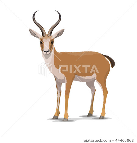 Cartoon goitered gazelle animal, vector Cartoon goitered gazelle animal, vector 44403068