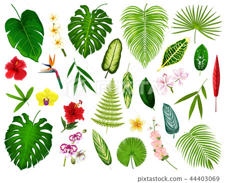 Tropical exotic plants and flowers leaf, vector Tropical exotic plants and flowers leaf, vector 44403069