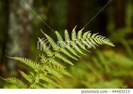 Fern leaves background 44403213