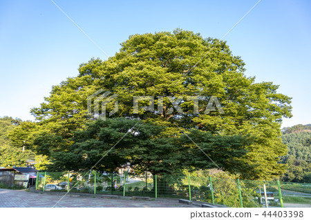 Chungbuk,Jincheon-gun,Bo-Tak-sa Chungbuk,Jincheon-gun,Bo-Tak-sa 44403398