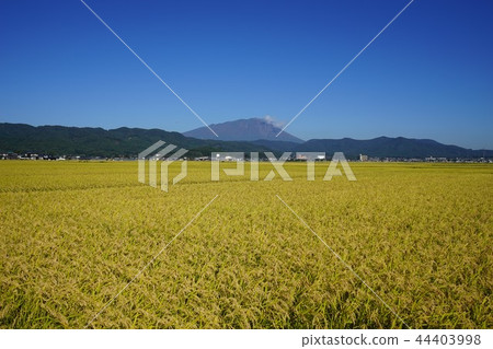 Iwateyama in the autumn 44403998