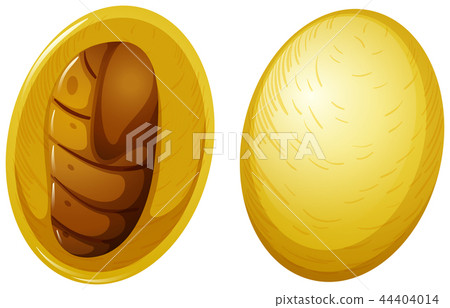Silkworm cocoon white background 44404014