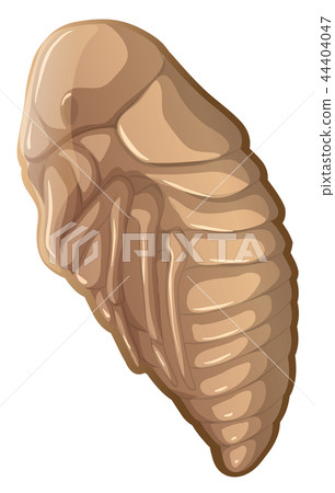 Flea in a cocoon 44404047