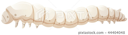 Silkworm catapillar white background 44404048