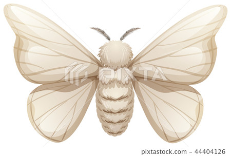 Silkworm on white background 44404126
