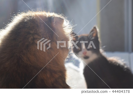 Cute furry cat on the street, looking at the owner Cute furry cat on the street, looking at the owner 44404378