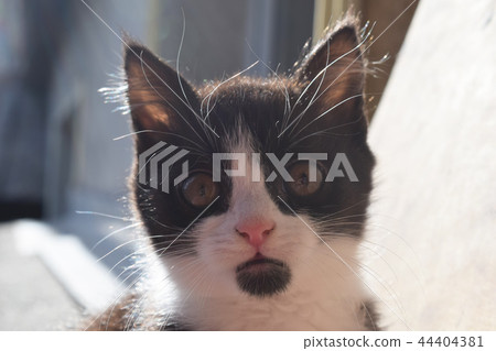 Cute furry cat on the street, looking at the owner Cute furry cat on the street, looking at the owner 44404381