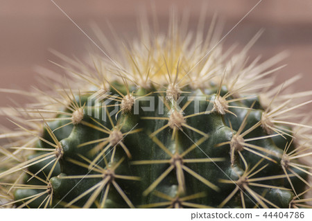 crown of echinocactus grusonii, a cactus also known as known as the golden barrel cactus crown of echinocactus grusonii, a cactus also known as known as the golden barrel cactus 44404786