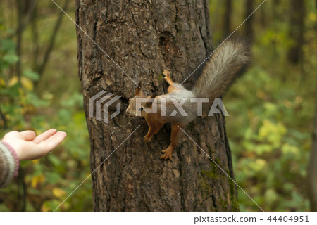 acquaintance with a squirrel acquaintance with a squirrel 44404951