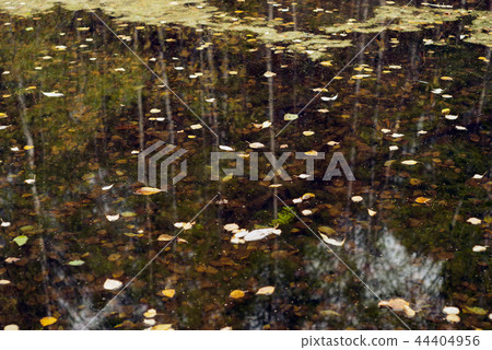 autumn puddle autumn puddle 44404956