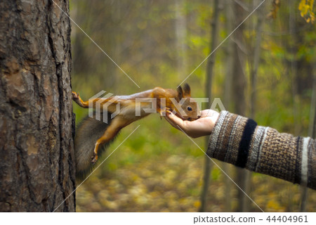 wild squirrel eats from hand 44404961