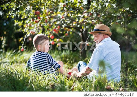 A rear view of senior grandfather with grandson sitting on grass in orchard. 44405117