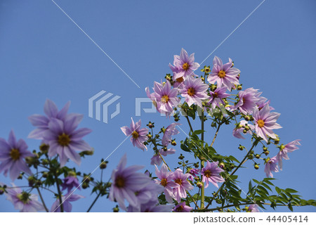 Emperor dahlia flower　 44405414