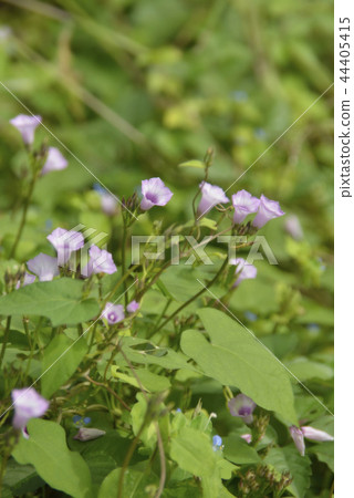 Safflower bean morning glory Safflower bean morning glory 44405415
