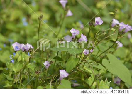 Safflower bean morning glory 44405416