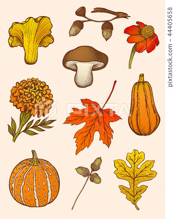Set of mushrooms, flowers and leaves. Set of mushrooms, flowers and leaves. 44405658