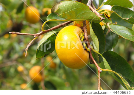 Fuyu Kei Fuyu Kei 44406685