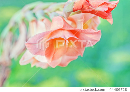 Orange gladiolus large Orange gladiolus large 44406728