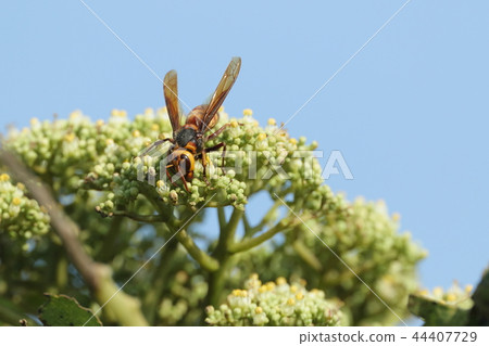 生物昆蟲琉球亞種琉球亞種，膜翅目的琉球亞種。石垣島和西表島生活 44407729