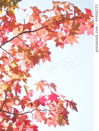 Autumn leaves image 44408255