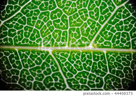 Photomicrograph of a leaf 44408373