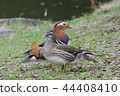 Mandarin duck couple 44408410