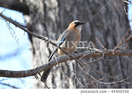 Miyamakakesu 44408588