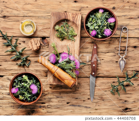 Healing herbs thistle Healing herbs thistle 44408708