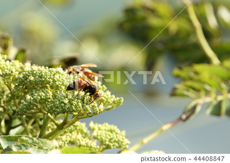 Creatures Insect Red-and-white sedge wasp 44408847